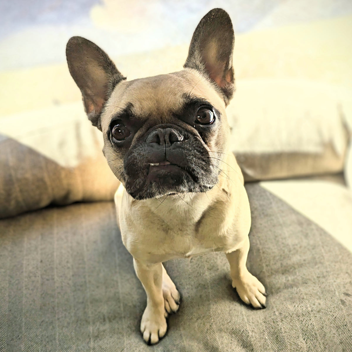 Megan's French Bulldog sitting on a textured surface with a blurred background